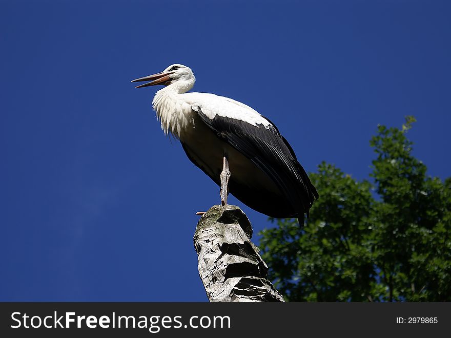 Stork wings bird freedom view