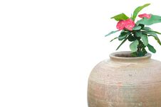 Crown Of Thorns Royalty Free Stock Photo Crown Of Thorns Royalty Free Stock Photo