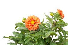 Dahlia Stock Photos Dahlia Stock Photos