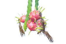 Dragon Fruit Stock Photos Dragon Fruit Stock Photos