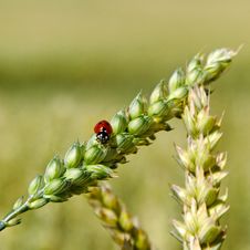 Ladybird On The Spike. Royalty Free Stock Images Ladybird On The Spike. Royalty Free Stock Images