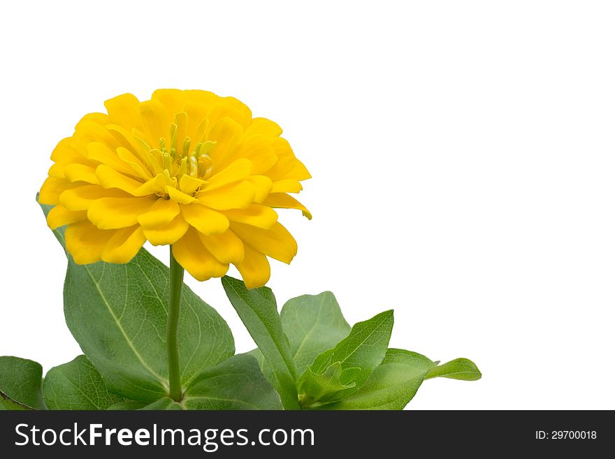 Blooming Zinnias isolated on white background