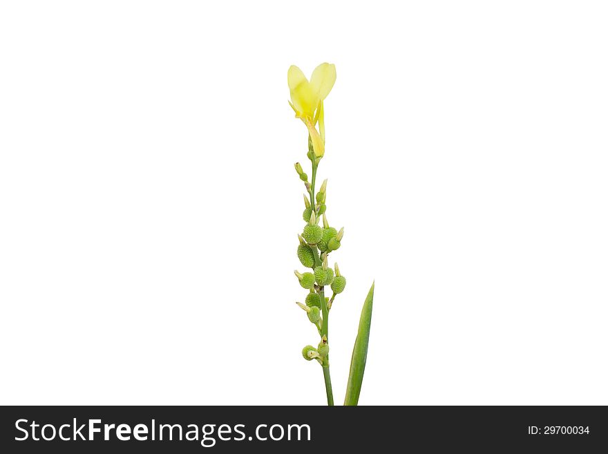 Pink Yellow Canna flowers isolated on white background