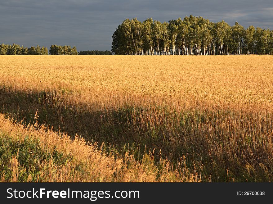 Field Of Ripe Wheat.