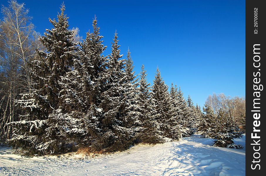 Beautiful winter forest. Frost on the trees.