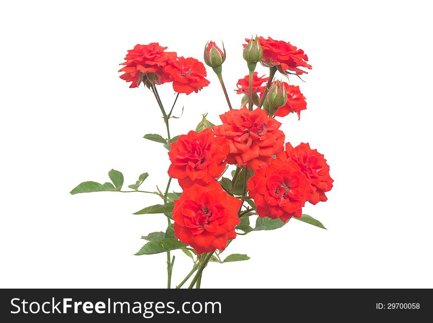 Fairy Rose isolated on white background