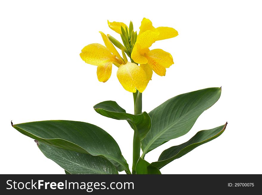 Pink Yellow Canna flowers isolated on white background