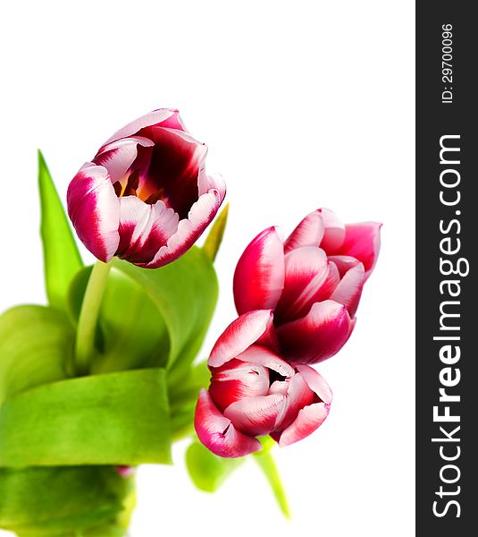 Three spring tulips on a white background