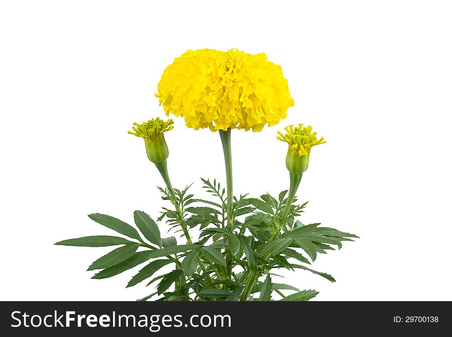 Marigold on tree isolated on white background