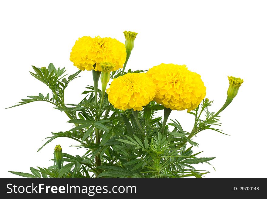 Marigold on tree isolated on white background