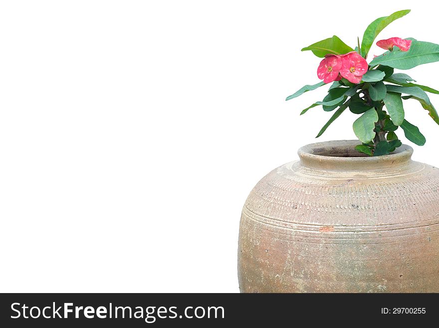 Crown of thorns isolated on white background