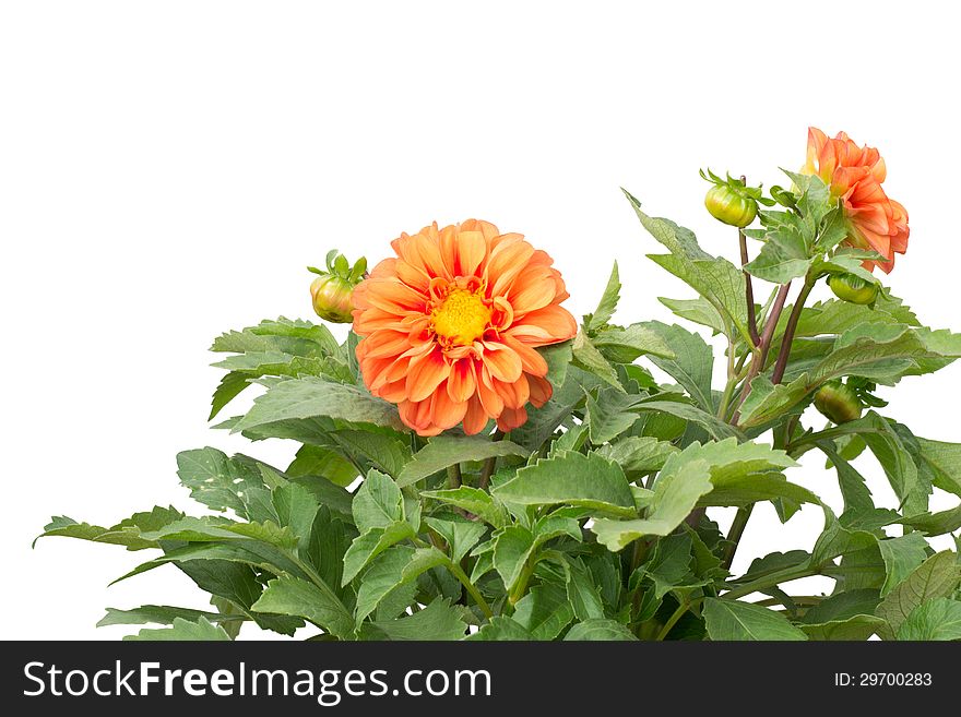 Dahlia on tree isolated on white background