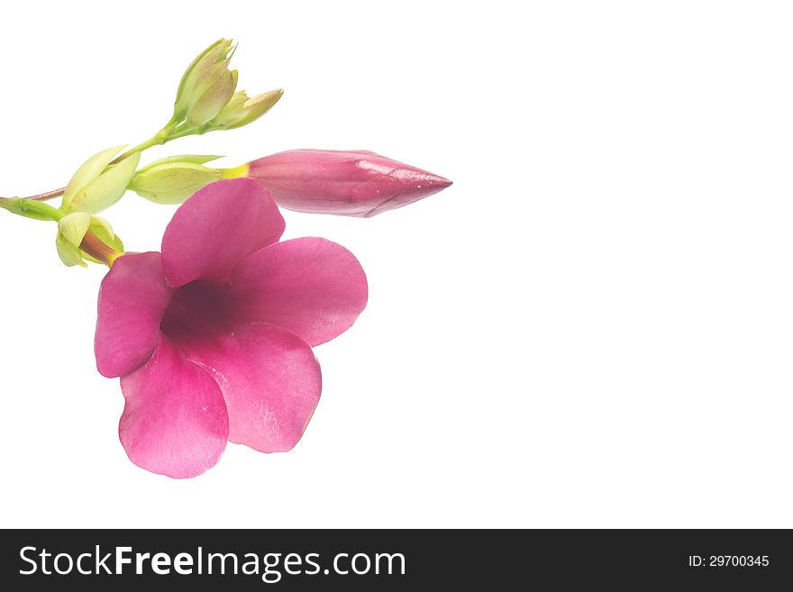 Violet Allamanda isolated on white background