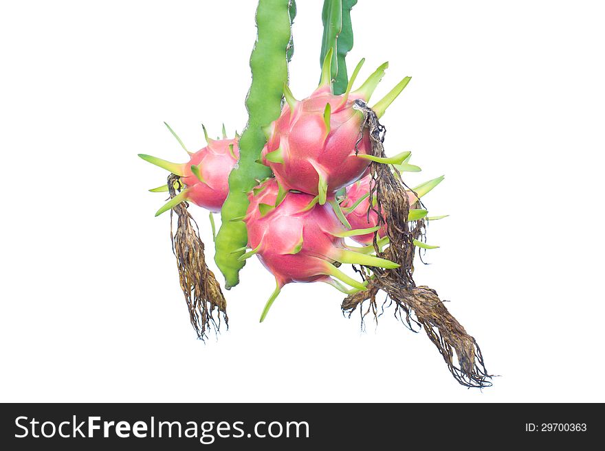 Dragon fruit