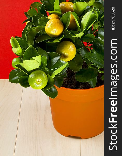 Citrus calamondin with ripening fruits, red background