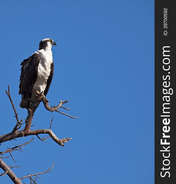 Osprey perched on a tree branch, against a clear, blue sky.  Winter on Sanibel Island, Florida.