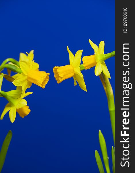 Yellow daffodils, bulbous plant, blooms in early spring. On a blue background. Yellow daffodils, bulbous plant, blooms in early spring. On a blue background