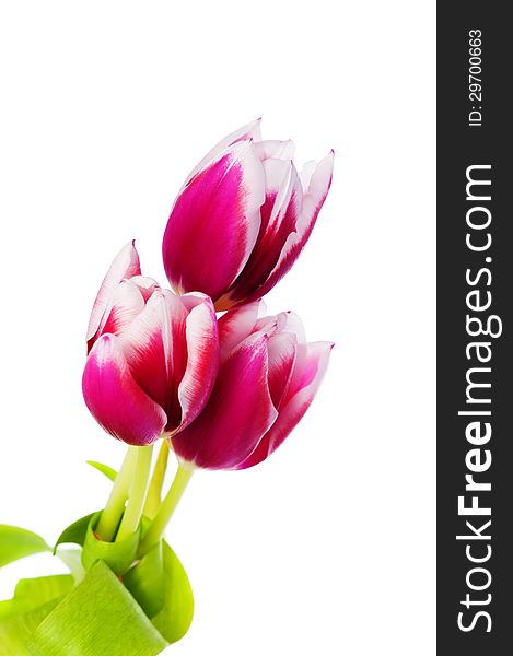 Three spring tulips on a white background
