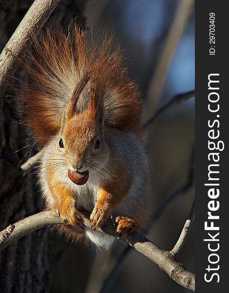 Red squirrel with a nut in the mouth on a tree branch. Red squirrel with a nut in the mouth on a tree branch