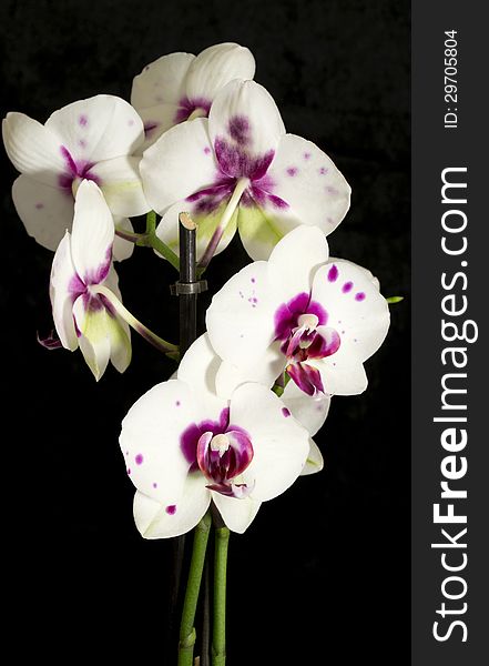 Purple and white orchid Phalaenopsis with black velvet background