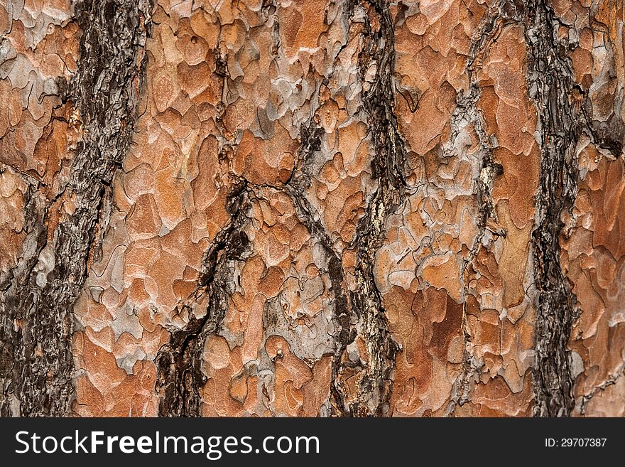 A closeup of a bark of pine tree, pinus sylvestris. A closeup of a bark of pine tree, pinus sylvestris
