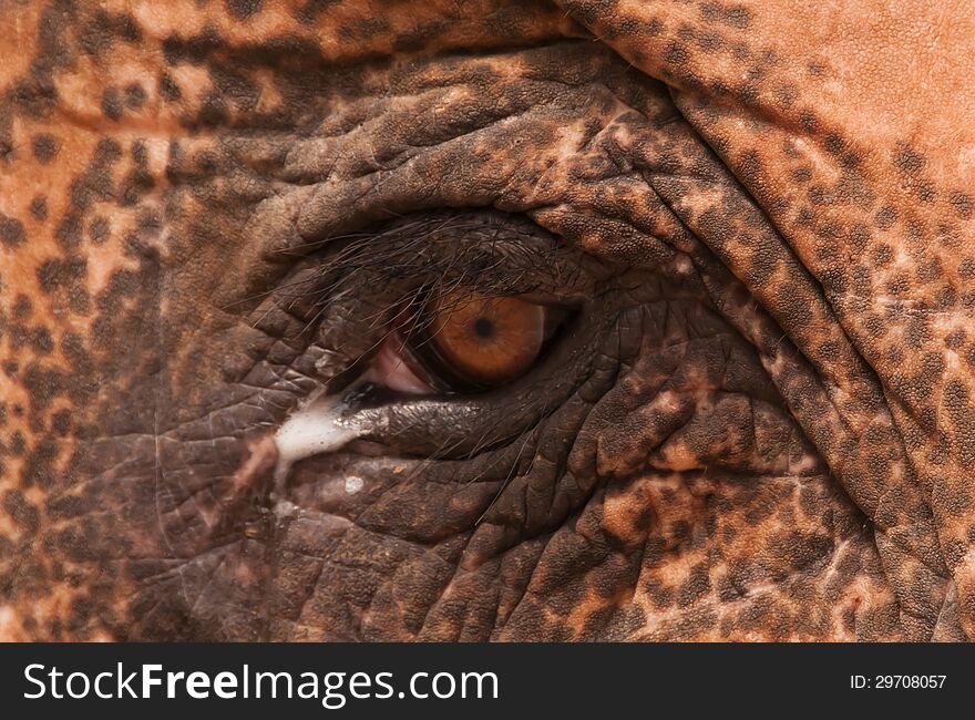 Brown Elephant eye with teardrop, Thailand, Asia. Brown Elephant eye with teardrop, Thailand, Asia