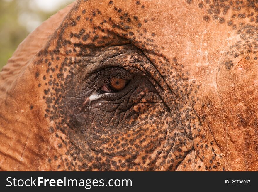 Brown Elephant eye with teardrop, Thailand, Asia
