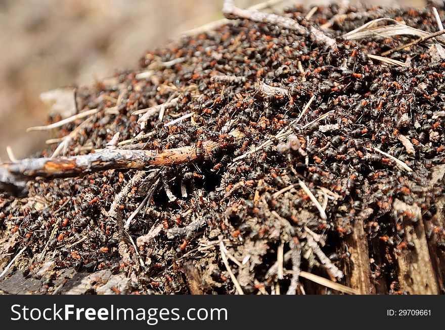 Anthill with ants in forest