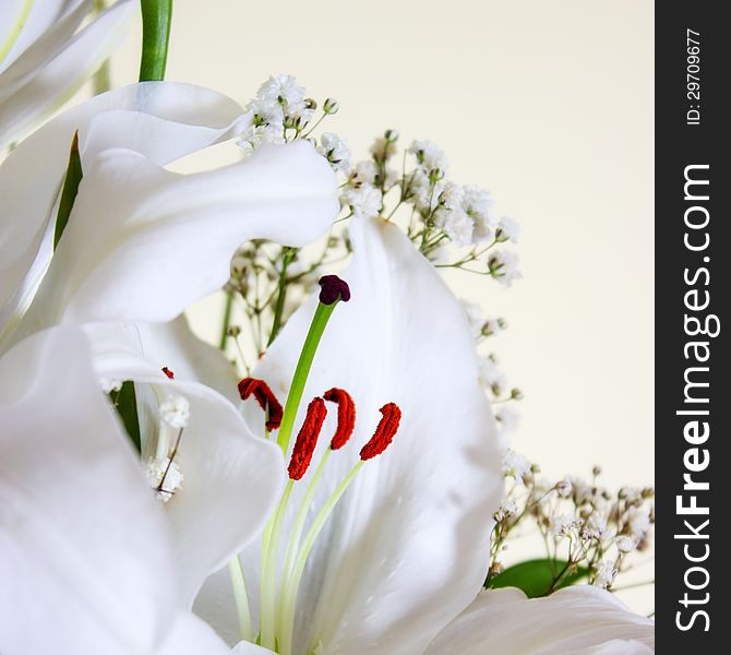 Close-up of White Calla Lilly ,shallow depth of field