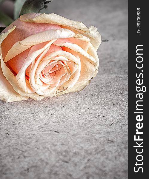 Pink rose on old letter,close up