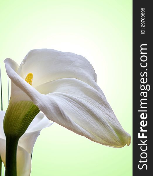 Close-up Of White Calla Lilly