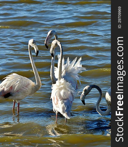 Lesser Flamingos feeding in the Milneton Lagoon early in the morning