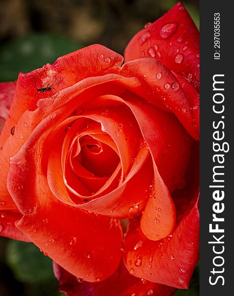 Orange Rosa Decorated With Water Drops