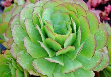 Echeveria Succulent Stock Photo Echeveria Succulent Stock Photo