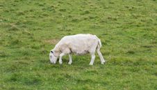 Sheep Eating On The Grass, Scotland Royalty Free Stock Photo Sheep Eating On The Grass, Scotland Royalty Free Stock Photo