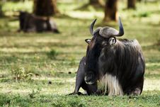 Lying Wildebeest Stock Images