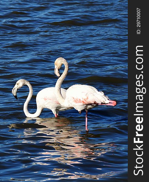 Lesser Flamingos feeding in the Milneton Lagoon early in the morning