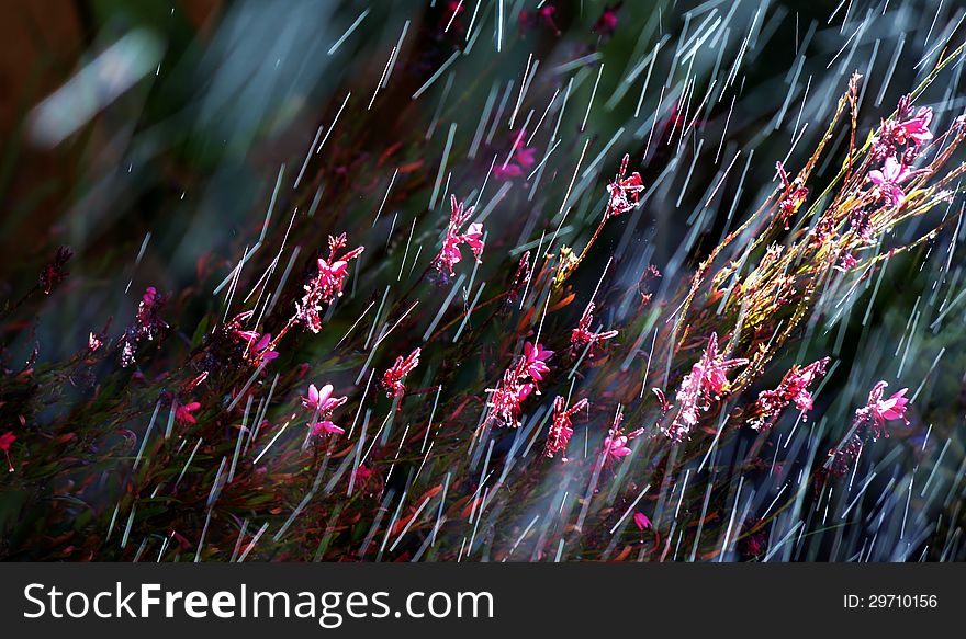 Close up of pink flowers during a summer rain