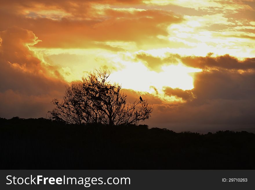 Landscape with a african pied crow sitting in a dead tree. Landscape with a african pied crow sitting in a dead tree