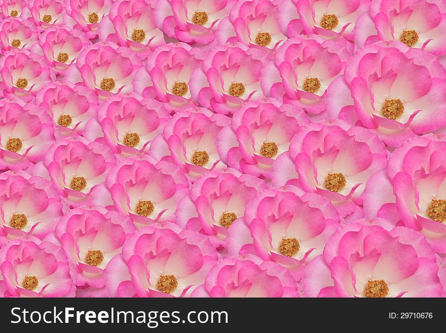 Background image of pink roses. Background image of pink roses