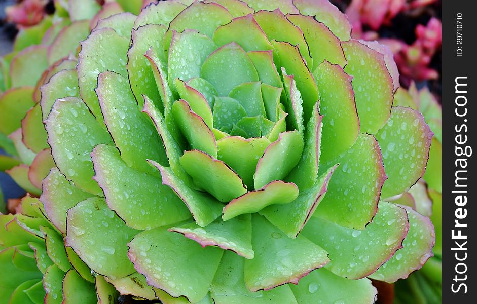 Close up of Echeveria succulent