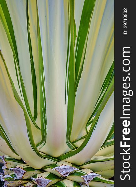 Close up of decorative agave leafs