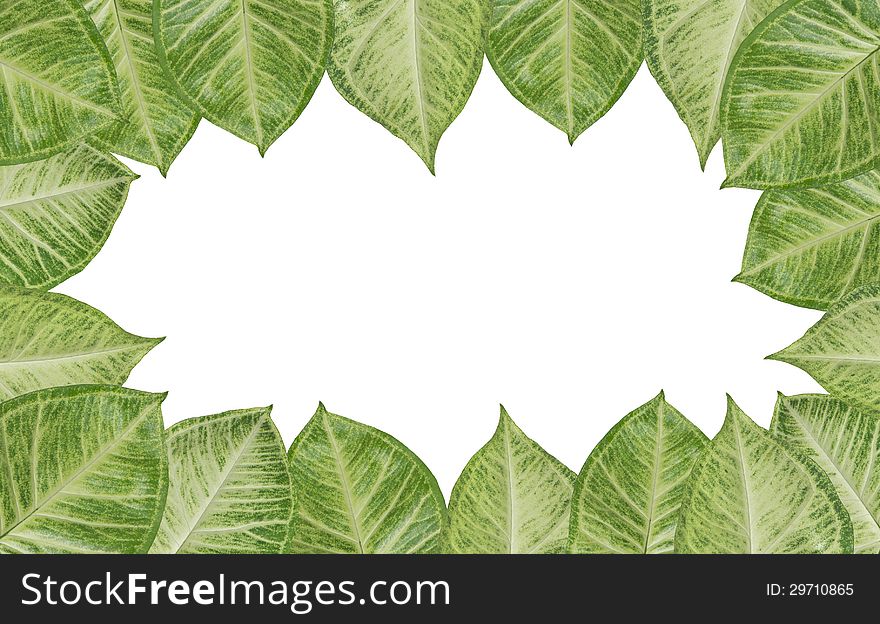 Green Fresh Leaves Frame