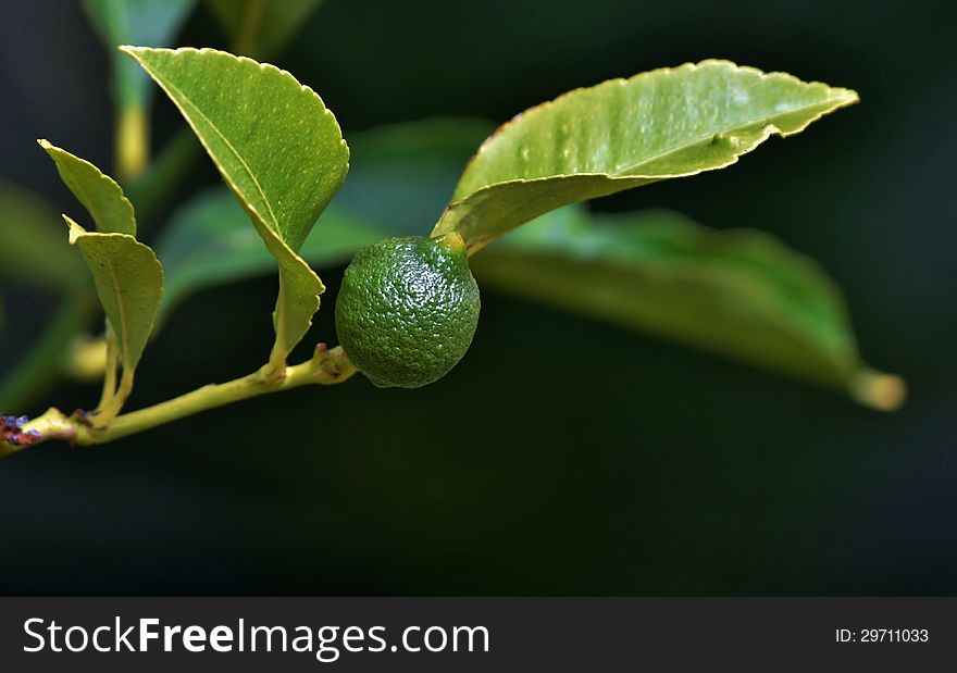 Close up of new lime fruit on a tree