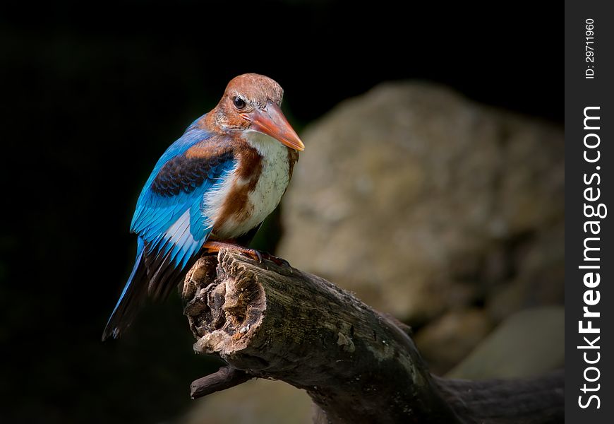 White-throated Kingfisher perching on and slightly spread its blue wings.