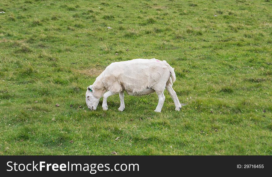 Sheep Eating On The Grass, Scotland