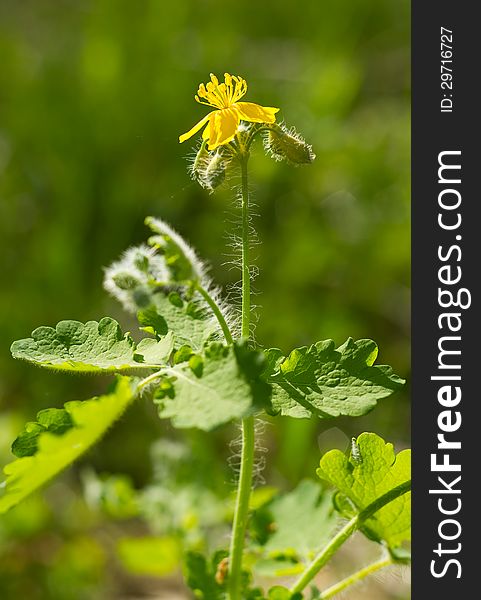 Blossoming flower of celandine (Chelidonium majus) .