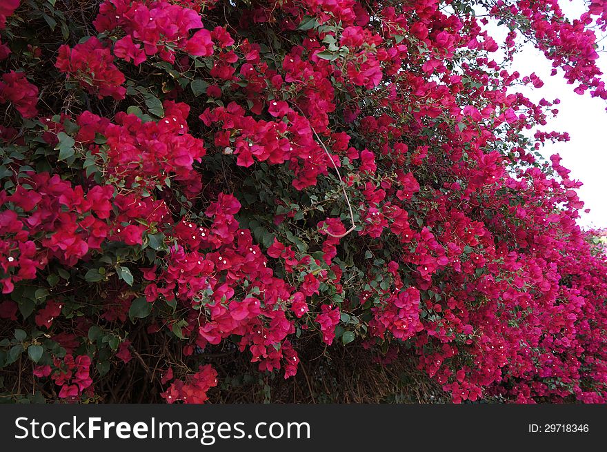 Beautiful magenta-coloured flowers of bougainvillaea. Beautiful magenta-coloured flowers of bougainvillaea