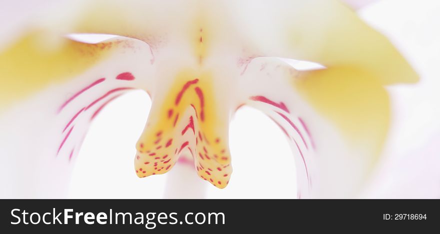 Flower of orchid as the face of a cat (macro)