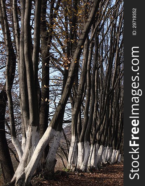 Tree in the sunlight as a symbol of the coming spring. Tree in the sunlight as a symbol of the coming spring